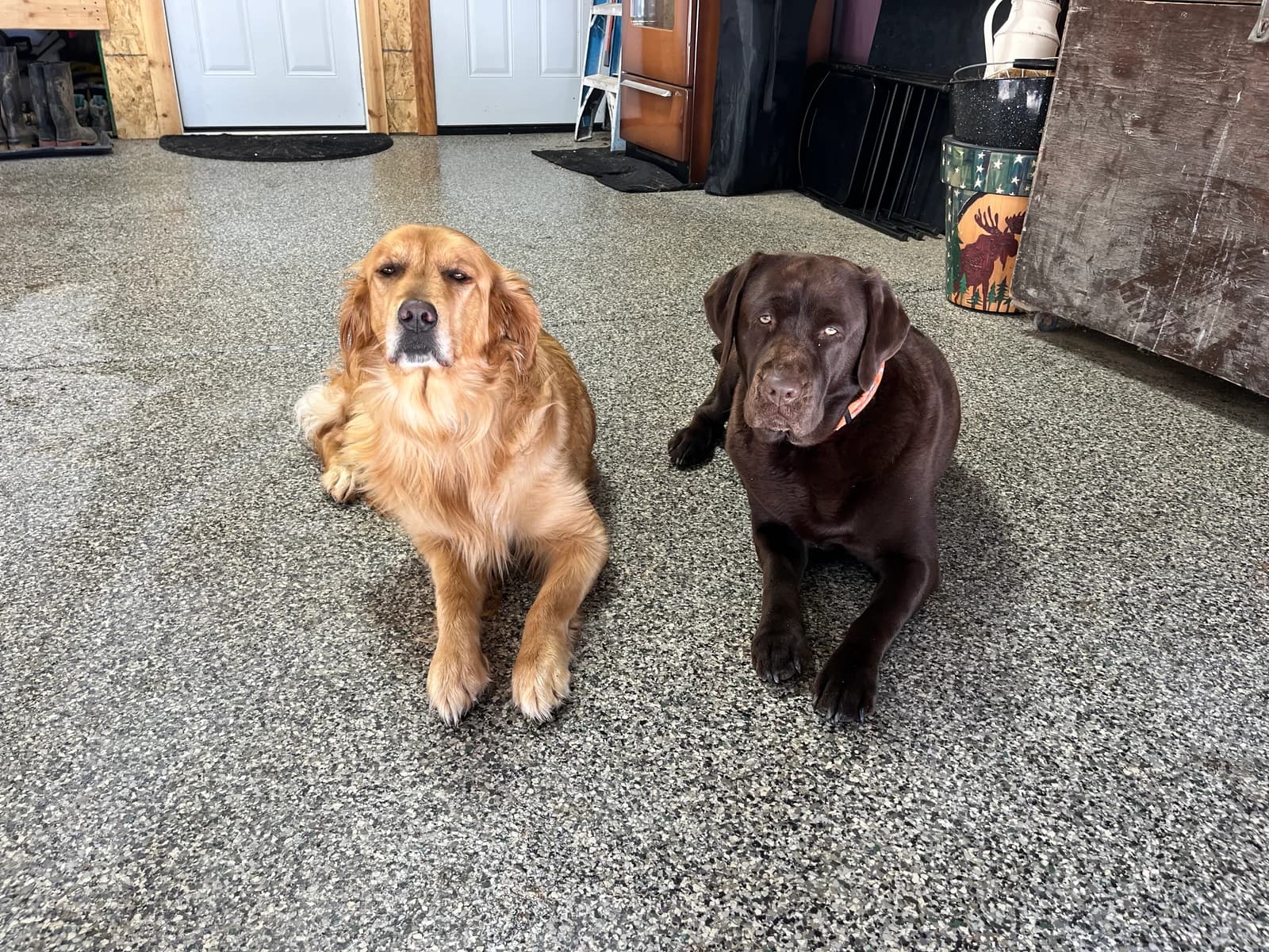 Two dogs resting on a finished flake garage floor coating